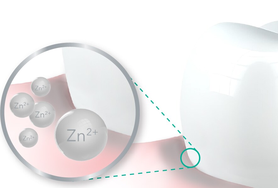 grafika zęba ze zbliżeniem składnika Zn2+ na zębie po użyciu pasty elmex sensitive professional do pielęgnacji dziąseł